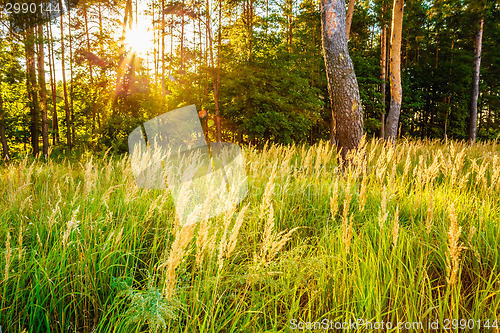 Image of Sunset In Autumn Forest 