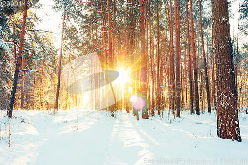 Image of Winter Forest Landscape