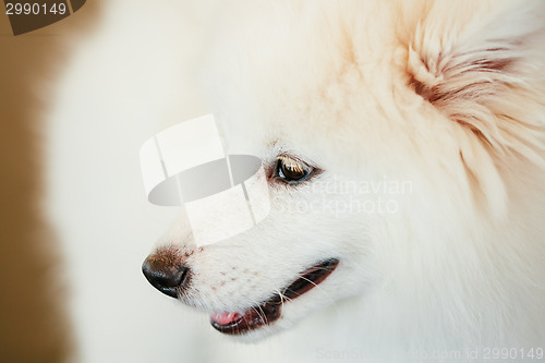 Image of White Samoyed Dog Puppy Whelp Close Up