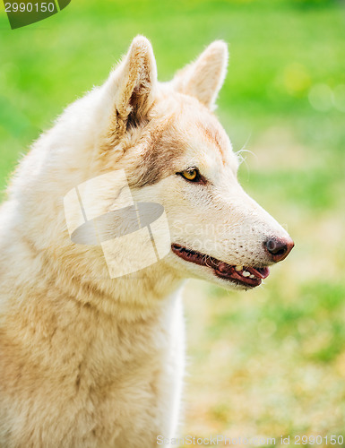 Image of White Adult Siberian Husky Dog (Sibirsky husky) 