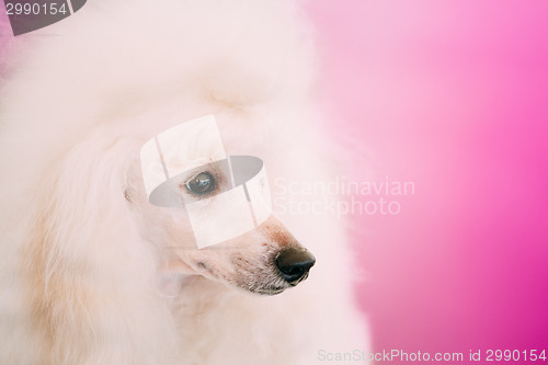 Image of White Standard Poodle Dog Close Up Portrait