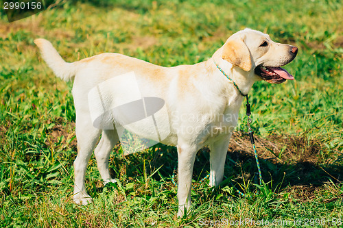 Image of White Labrador Retriever Dog Standing On Grass