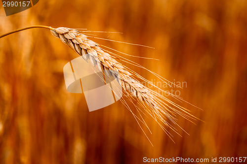 Image of Yellow Wheat Ears Field