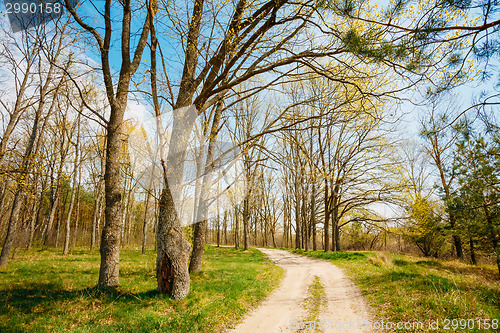 Image of Spring Season In Park. Green Young Grass, Trees On Blue Sky Back