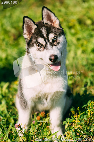 Image of Young Happy Husky Puppy Eskimo Dog