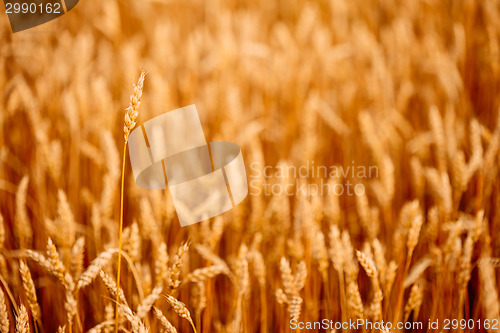 Image of Yellow wheat ears