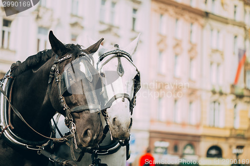 Image of Two Horses Are Harnessed To Cart For Driving Tourists In Prague 