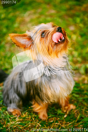 Image of Yorkshire Terrier On Green Grass