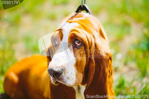 Image of White And Brown Basset Hound Dog