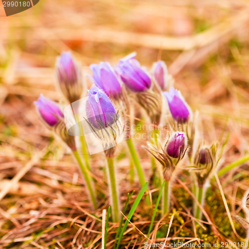 Image of Wild Young Pasqueflower In Early Spring.  Flowers Pulsatilla Pat