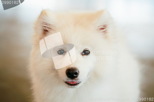 Image of White Samoyed Dog Puppy Whelp Close Up