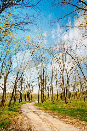 Image of Spring Season In Park. Green Young Grass, Trees On Blue Sky Back