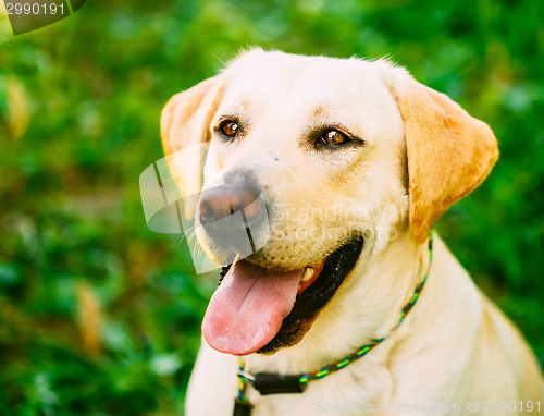 Image of White Labrador Retriever Dog On Green Grass Background