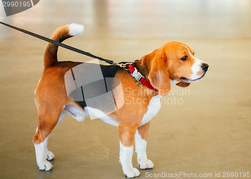 Image of Young, Beautiful, Brown And White Beagle Dog Puppy