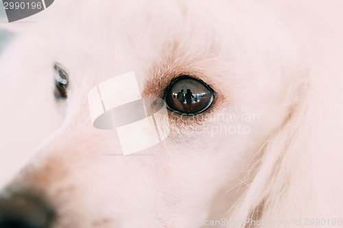 Image of White Standard Poodle Dog Close Up Portrait