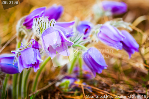 Image of Wild Young Pasqueflower In Early Spring.  Flowers Pulsatilla Pat