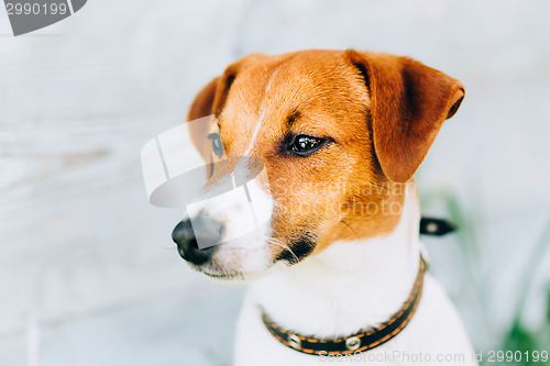 Image of White And Brown Dog Jack Russell Terrier. Toned Instant Photo