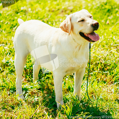 Image of White Labrador Retriever Dog Standing On Grass