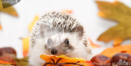 Image of African white- bellied hedgehog