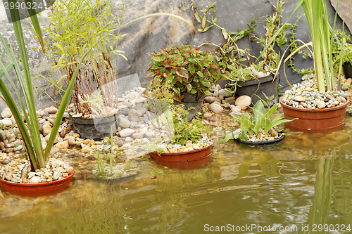 Image of Pond plants - detail