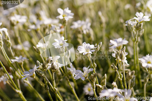 Image of White flower