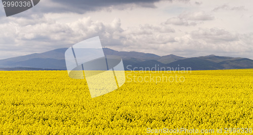 Image of Colza field
