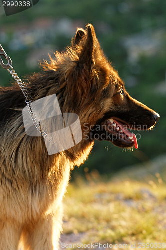 Image of German shepherd dog
