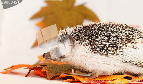 Image of African white- bellied hedgehog