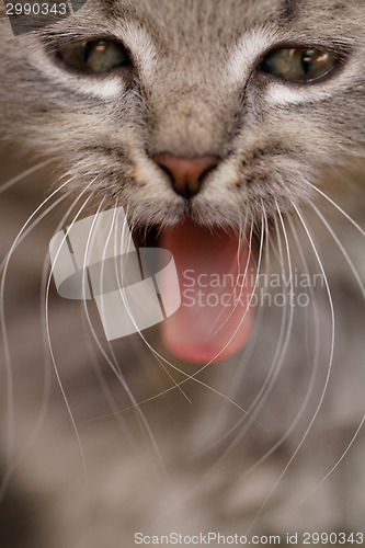 Image of Funny cat yawning mouth full