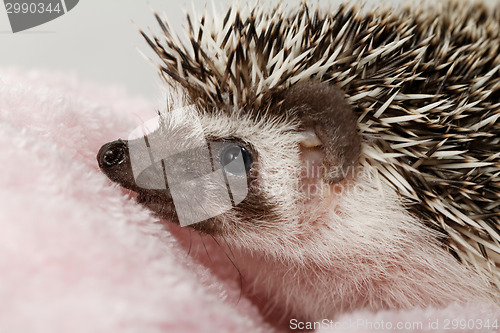 Image of African white- bellied hedgehog