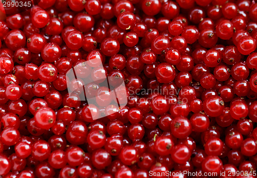 Image of Background red currants