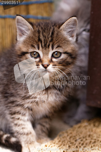 Image of Beautiful tabby kitten