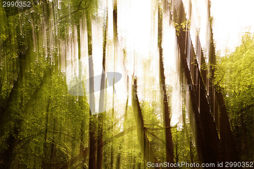 Image of Blurred trees background