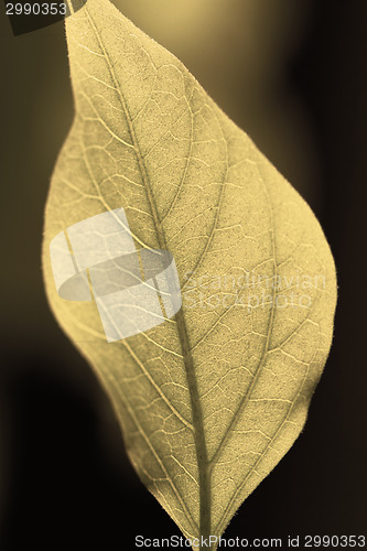 Image of Green leaf