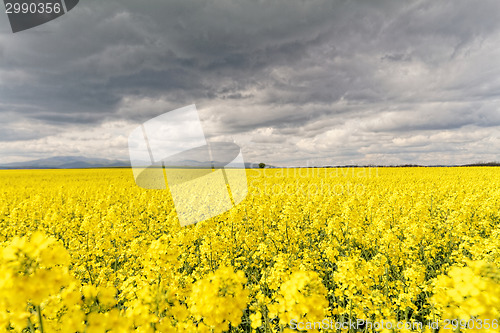 Image of Colza field