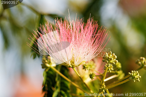 Image of Flowers of acacia