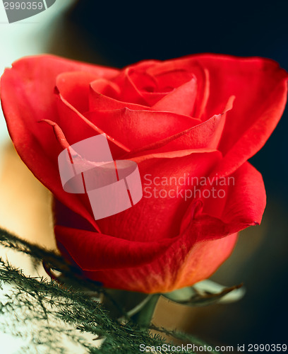 Image of Red Rose Blooming in Garden