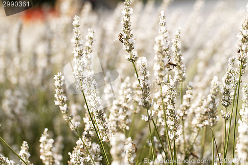 Image of White lavender flowers