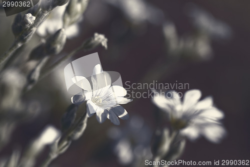 Image of White flower