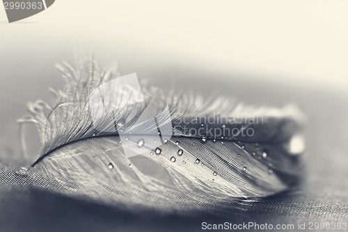 Image of White feather with water drops