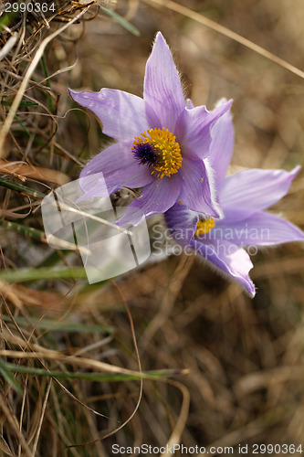 Image of Purple anemone