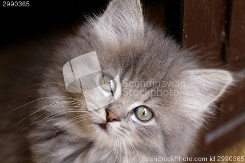 Image of Beautiful grey kitten