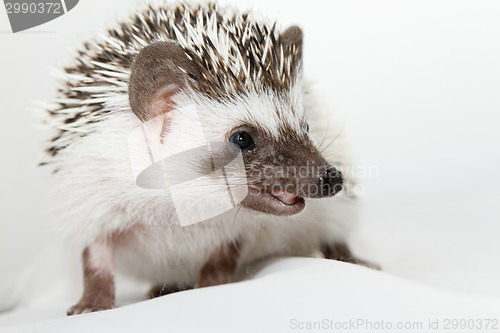 Image of African white- bellied hedgehog