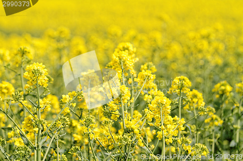 Image of Colza field
