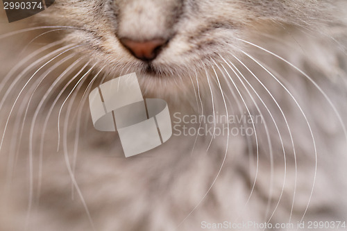 Image of Cat nose close up