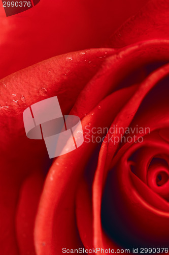 Image of Beautiful red rose closeup
