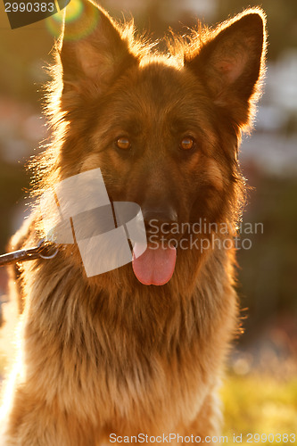 Image of German shepherd dog