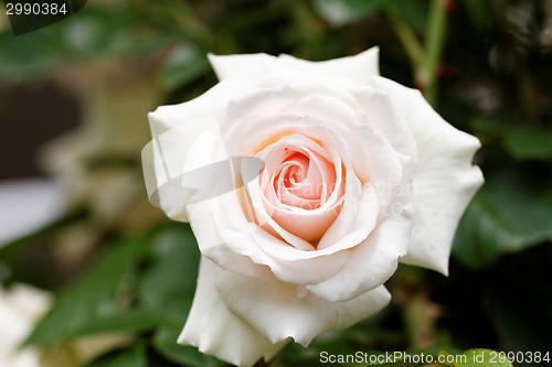 Image of Bright pink rose blooming in garden