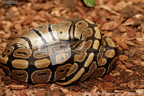 Image of Ball Python (Python regius)