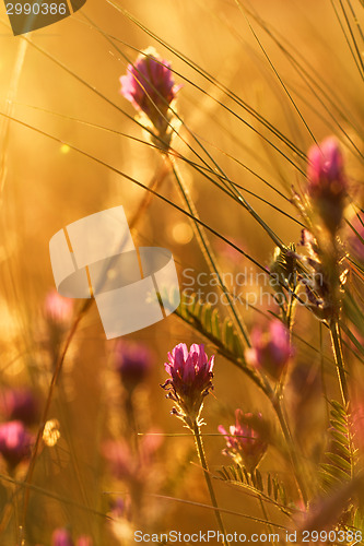 Image of Meadow at sunset